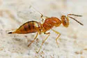 Allocerastichus bicarinatus