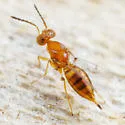 Allocerastichus bicarinatus - photo 2