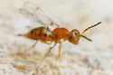 Allocerastichus bicarinatus - photo 4