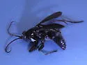 Allochares azureus