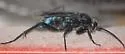 Allochares azureus - photo 3