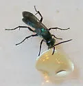 Allochares azureus - photo 4