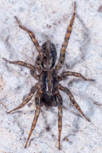 Allocosa absoluta