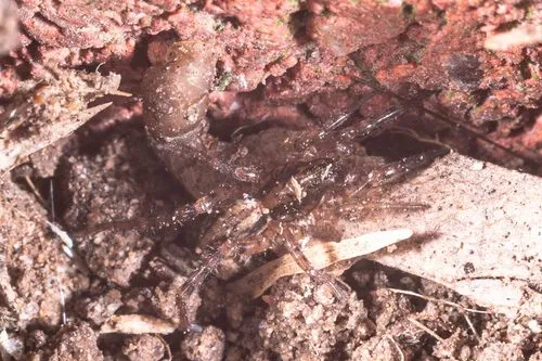 Allocosa absoluta - photo 2