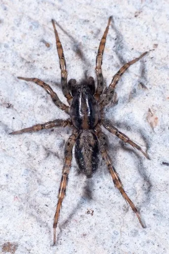 Allocosa absoluta - photo 3