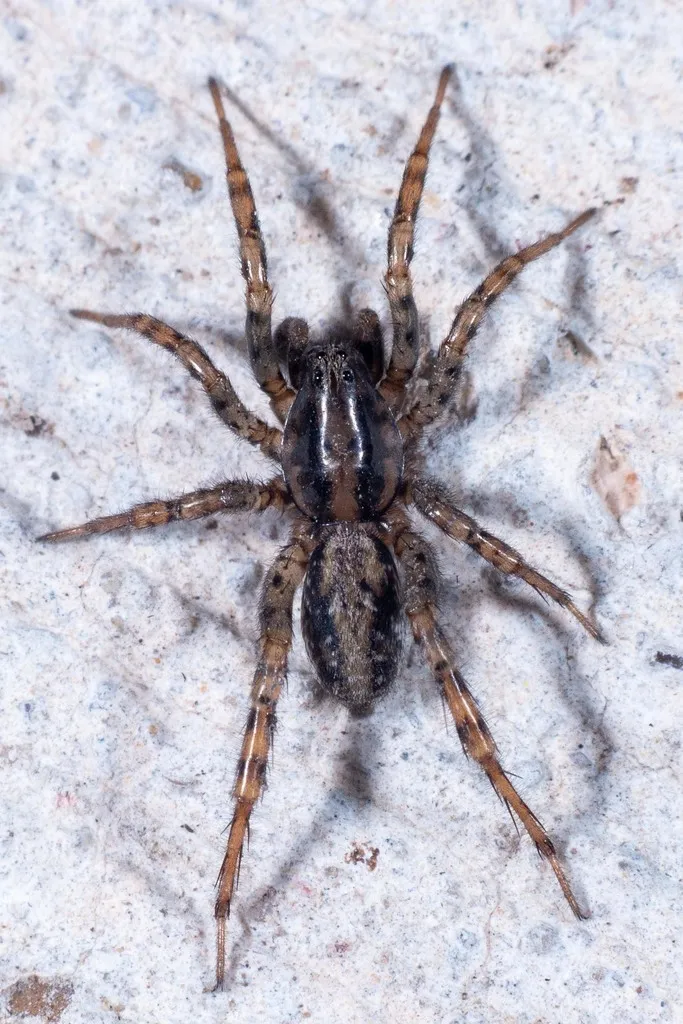 Allocosa absoluta - photo 4