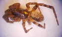 Allocosa chamberlini