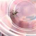 Allocosa chamberlini - photo 2
