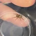 Allocosa chamberlini - photo 3