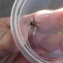 Allocosa chamberlini - photo 4