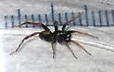Allocosa funerea