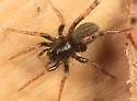 Allocosa funerea - photo 2