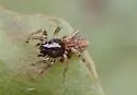 Allocosa funerea - photo 3