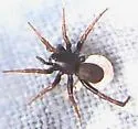 Allocosa funerea - photo 4