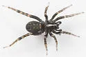 Allocosa funerea - photo 5