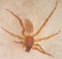 Allocosa morelosiana