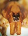 Allocosa noctuabunda