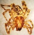 Allocosa noctuabunda - photo 2