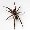 Allocosa sublata - Allocosa sublata