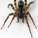 Allocosa sublata - photo 2