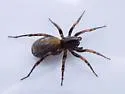 Allocosa sublata - photo 3