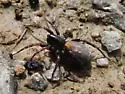 Allocosa sublata - photo 4