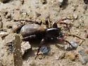 Allocosa sublata - photo 5