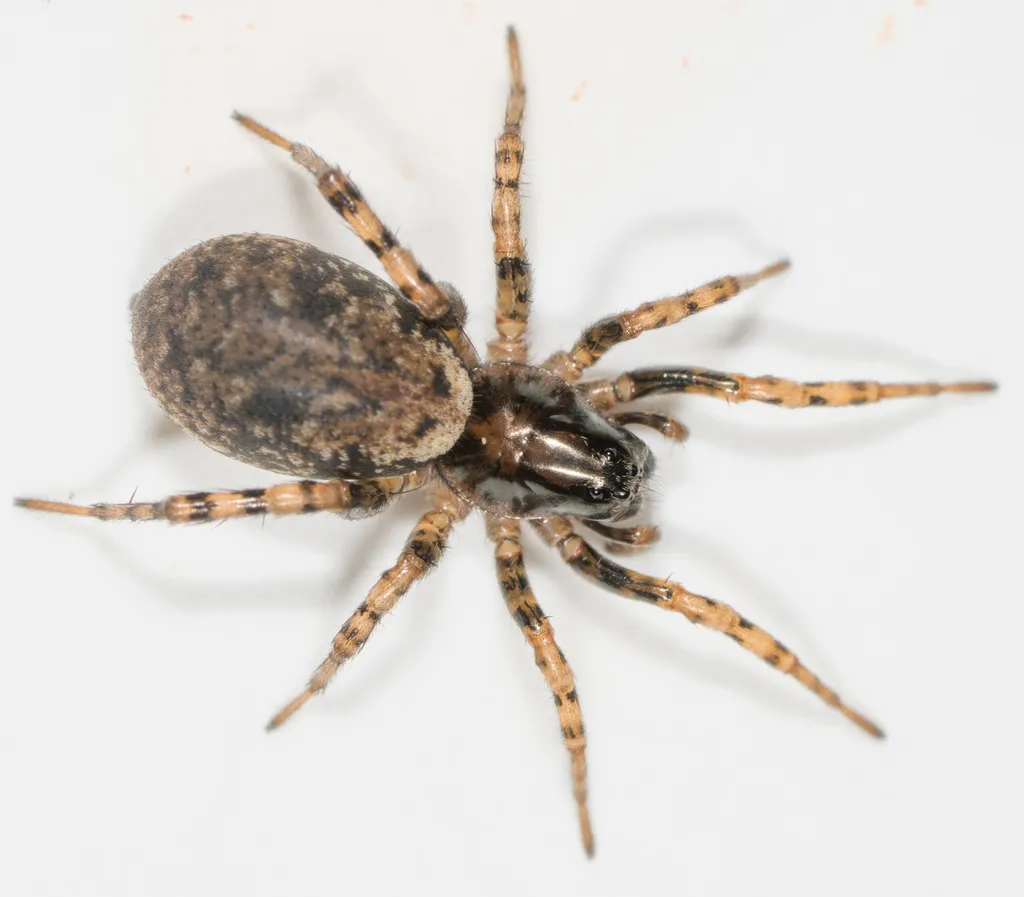 Allocosa subparva - photo 2