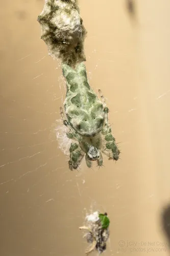 Bifurcate Trashline Orbweaver - photo 3
