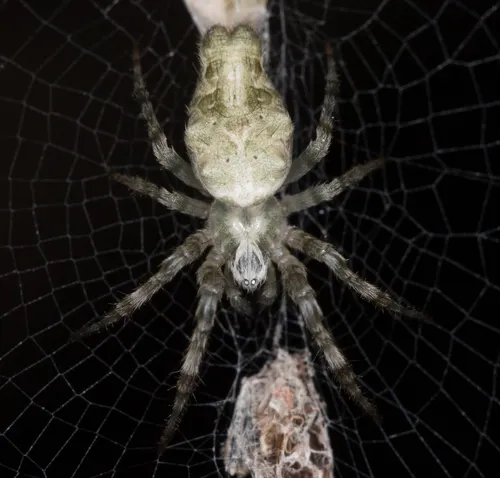 Bifurcate Trashline Orbweaver - photo 4