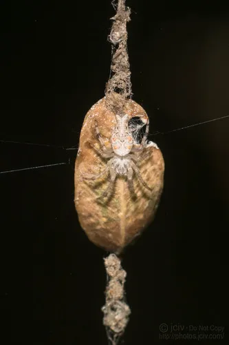 Bifurcate Trashline Orbweaver - photo 5