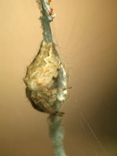 Bifurcate Trashline Orbweaver - photo 6
