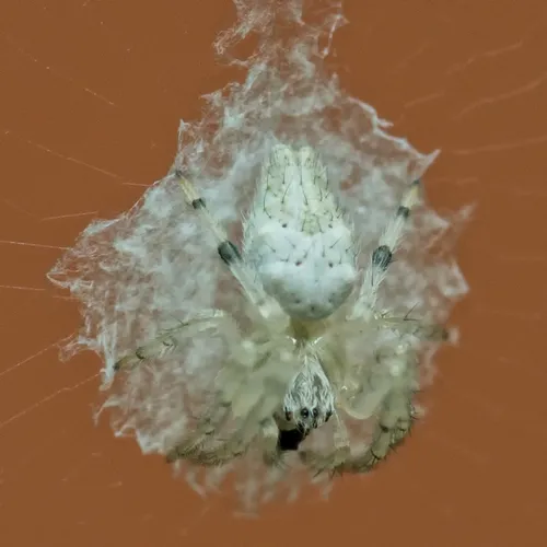 Bifurcate Trashline Orbweaver - photo 7