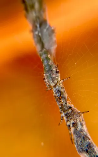 Bifurcate Trashline Orbweaver - photo 8