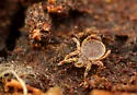 Allodamaeus ewingi