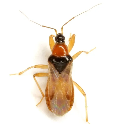 Alloeorhynchus nigrolobus