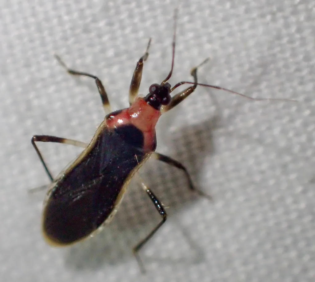Alloeorhynchus trimacula - photo 2