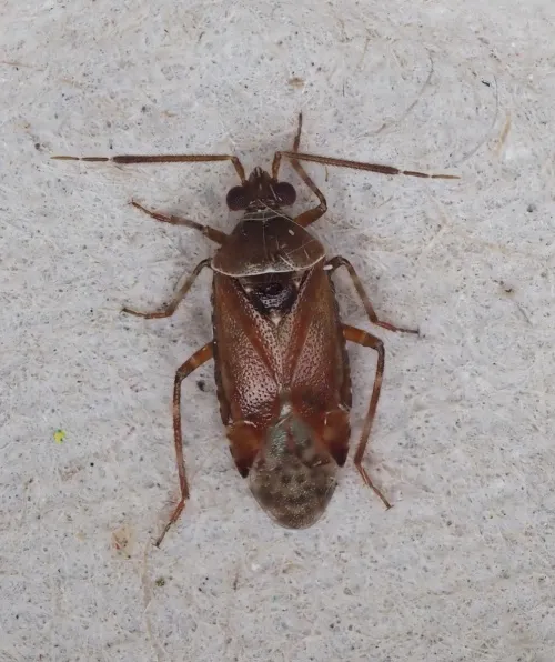 Alloeotomus gothicus