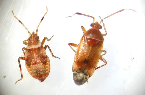 Alloeotomus gothicus - photo 2