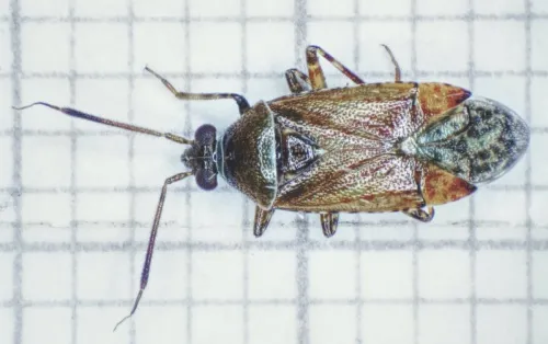 Alloeotomus gothicus - photo 3