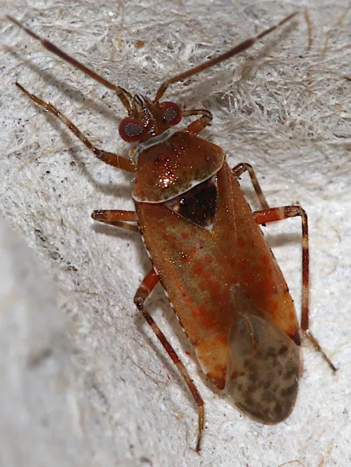 Alloeotomus gothicus - photo 4