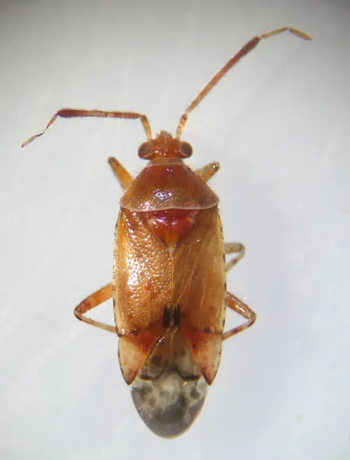 Alloeotomus gothicus - photo 5