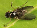 Allognosta brevicornis