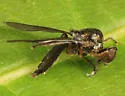 Allognosta brevicornis - photo 2