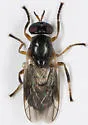 Allognosta fuscitarsis
