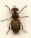 Allognosta fuscitarsis - photo 3