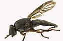 Allognosta obscuriventris