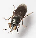 Allognosta obscuriventris - photo 3