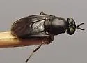 Allognosta obscuriventris - photo 4