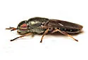 Allognosta obscuriventris - photo 5